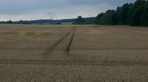 A pan in a wheat farm with trees and sky in the background Stock Footage 67893981
