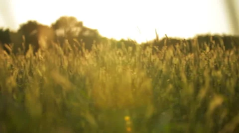 A pan on a wheat meadow in the afternoon Stock Footage