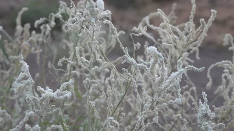 Pan of White desert flowers, white saxaul Stock Footage 131455838