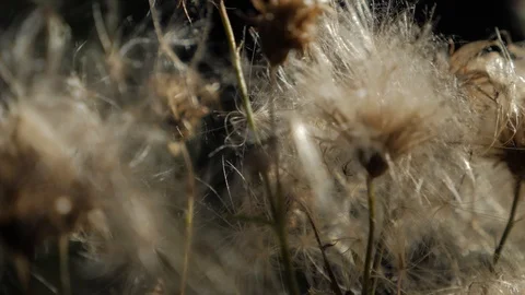 Pan white flowers Stock Footage 122216610