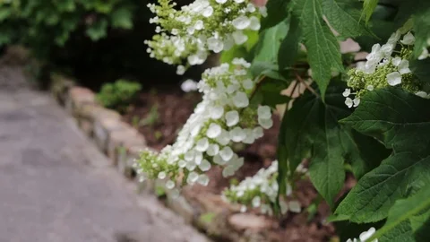 Pan white flowers shrub sidewalk 動画素材 86625317