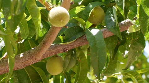 Pan of white peach tree 動画素材 48131277