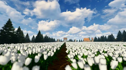 Pan of a white tulip field with clouds running over Stock Footage 149197306