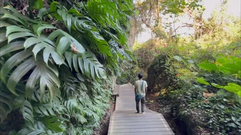 Pan wide angle shot of beautiful rainforest with a visitor passing Stock Footage 270072677