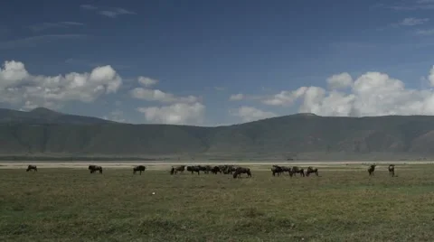 Pan wide of Wildebeest Stock Footage 11289665