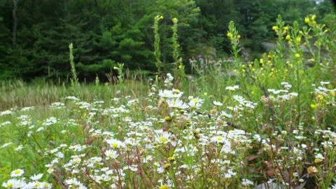 Pan Onto Wild Daisy Flowers In Forest Meadow With Out Of Focus Background Stock Footage 200864124