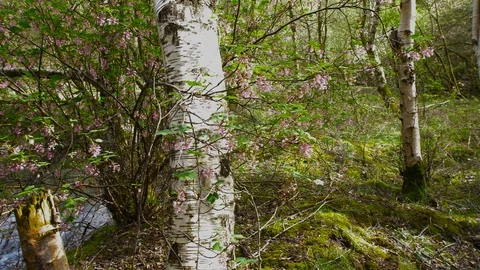 Pan of Wild Flowers and a Silver Birch Trunk Stock Footage 88998340