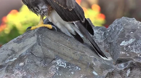Pan Up of Wild Hawk Sitting on Rock Stock Footage 51679775