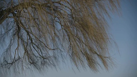 Pan off willow tree branches to blue sky Stock Footage 89945218