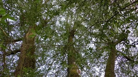 Pan: Willow tree crowns seen from below, willow tree trunk, leaves, tree crown Stock Footage 76803958