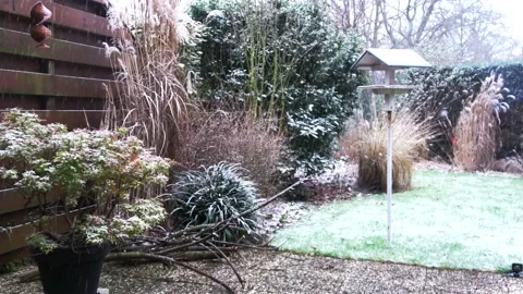 Pan in the winter garden Video stock 147666766