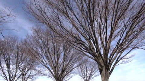 Pan of a winter setting landscape, trees Stock Footage 37995954
