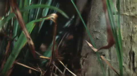 Pan to wolf spider Stock Footage 29722243