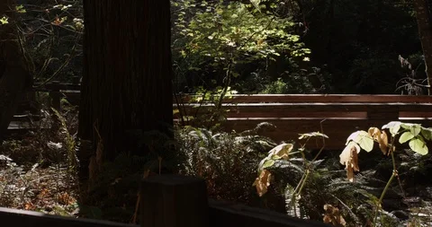 Pan of wooden bridge surrounded by trees at Muir Woods National Monument, Video stock 103447768