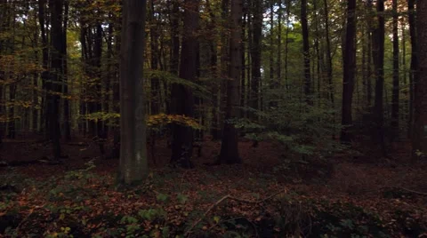 Pan in the woods Stock Footage 45112297