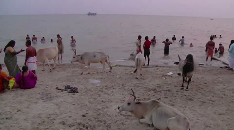 Pan WS of cows and people on a beach in Rameswaram, India Stock Footage 59089909