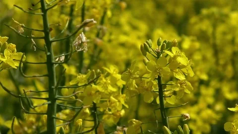 Pan: Yellow flowering rape plants of a rapeseed field moving in the wind Stock Footage 76773795