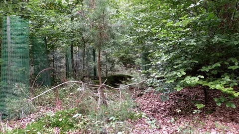 Pan: Young growing trees in a forest protected by a cage of green wire Stock Footage 80273806