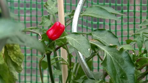 Pan: Young tomato growing in a mini greenhouse. Growing tomatoes in a garden Stock Footage 76798426