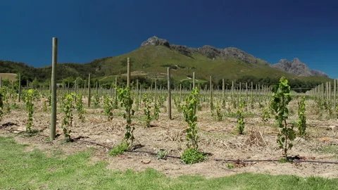 Pan of a young Vineyard, blue sky and mountain. 스톡 동영상 136220529