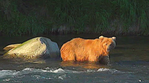 Pan From Younger Brown Bear to Big Bear Walking With Fish in Rich Evening Light Stock Footage 50308453