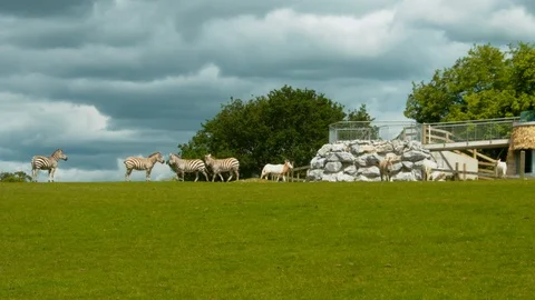 Pan to Zebras on horizon Stock Footage 114414764