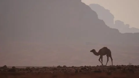 PANA3779 Stock Footage 258822692