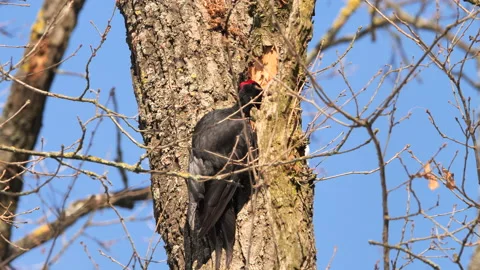 PANA4616 Stock Footage 149845816