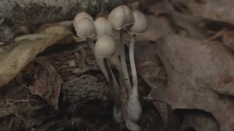 Panaeolus Mushrooms Close Stock Footage 140807435