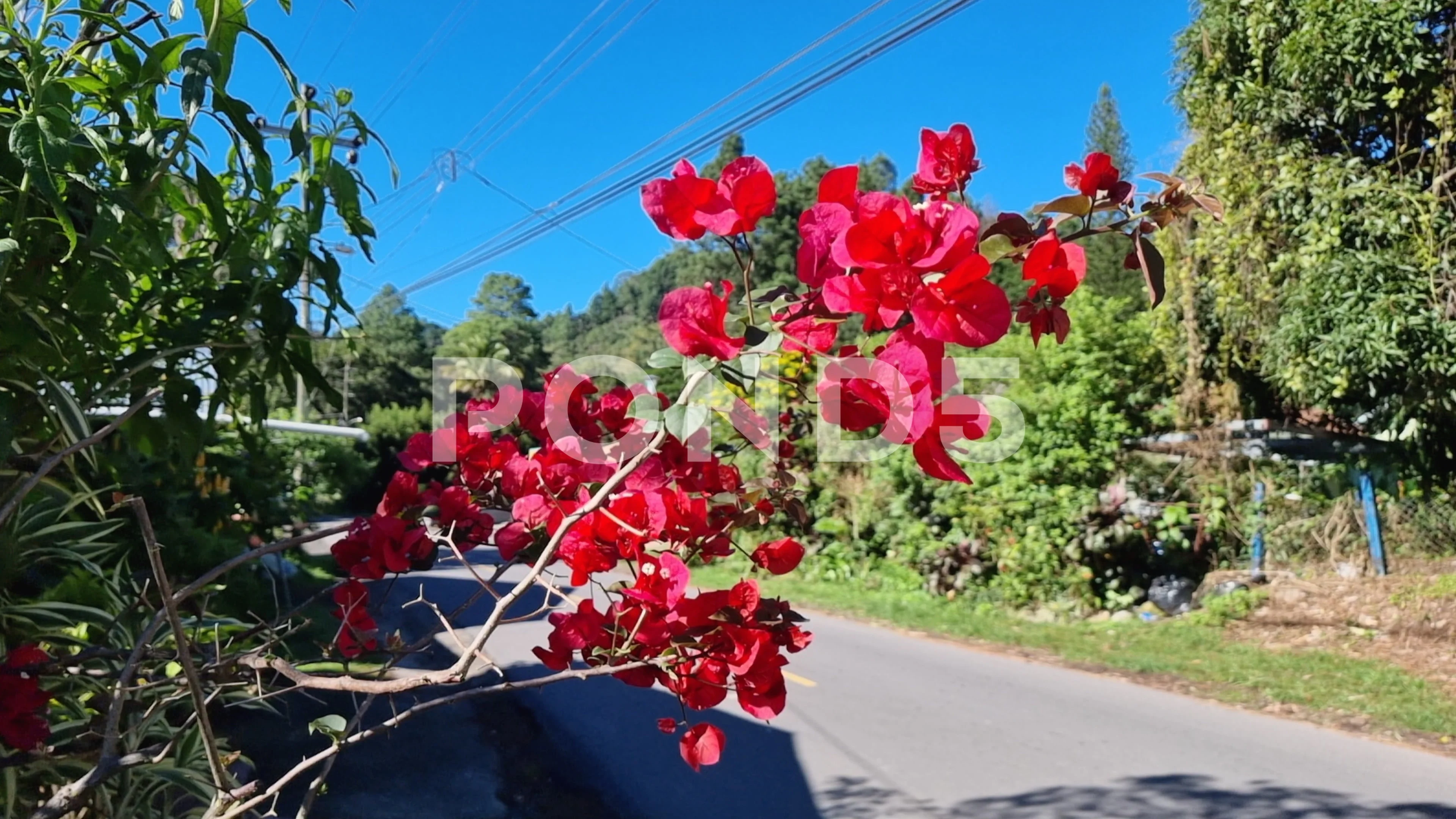 Panama, Boquete town, red bougainvillea in the street