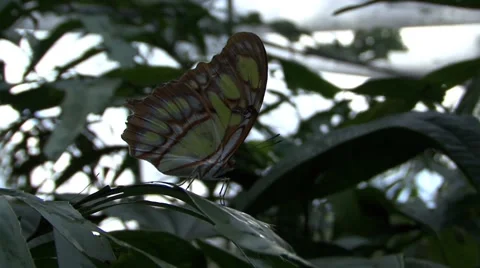 Panama Butterfly Stock Footage 52397313