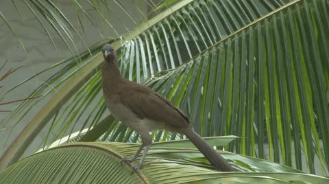 Panama: curious Grey-headed Chachalaca Stock Footage 1028641