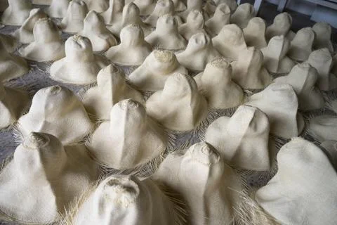 Panama hats drying after the bleaching process Stock Photos