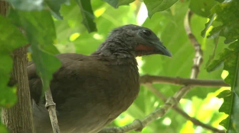 Panama: Juvenile Grey-headed Chachalaca Stock Footage 42165997