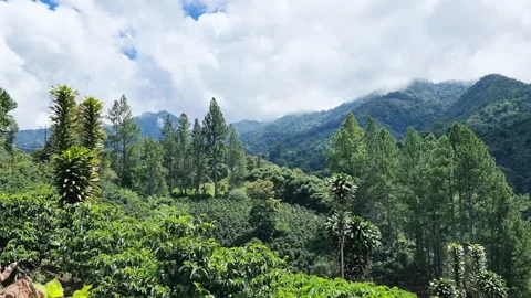 Panama, rainforest panoramic view, in the volcanic hills of the Baru volcano Stock Footage 213160954