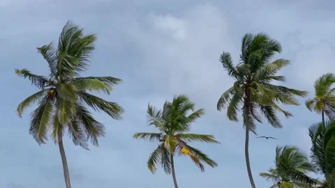 Panama san-blas 001 Stock Footage 161291809