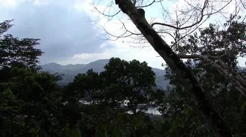 Panama Tropical Trees Video stock 45947591