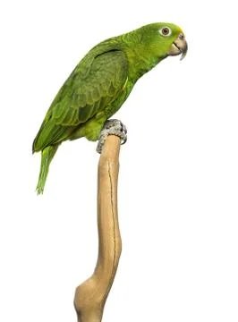 Panama Yellow-headed Amazon (5 months old) perched on a branch, isolated on whit 스톡 사진