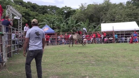Panamanian bull rider thrown off Stock Footage