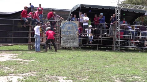 Panamanian bull riding Stock Footage