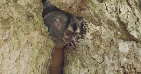 Panamanian Night Monkey Monkeys Sleeping Opening Eyes Tree Cavity Hole Den Vídeo Stock 148698145