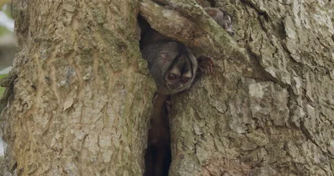 Panamanian Night Monkey Pair Monkeys Looking Around Tree Cavity Hole Den Home Vídeo Stock 148695220