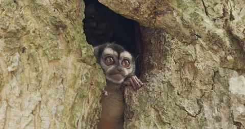Panamanian Night Monkey Pair Monkeys Scratching Itching Tree Cavity Hole Den Vídeo Stock 148697235