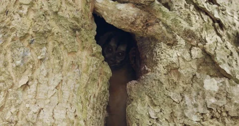 Panamanian Night Monkey Pair Monkeys Itching Rubbing Tree Cavity Hole Den Home Vídeo Stock 148698499