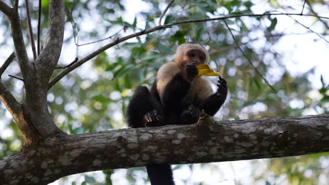 Panamanian White-faced Capuchin Stock Footage 264630381