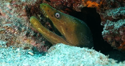 Panamic Green Moray Eel (Gymnothorax castaneus) Stockbeeldmateriaal 115060445