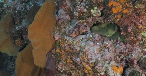Panamic Green Moray Eel (Gymnothorax castaneus) 库存影片 115111193