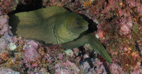 Panamic Green Moray Eel (Gymnothorax castaneus) 库存影片 115111749