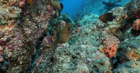 Panamic Green Moray Eel (Gymnothorax castaneus) Stockbeeldmateriaal 115270040