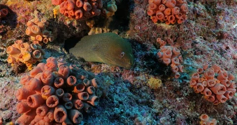 Panamic Green Moray Eel (Gymnothorax castaneus) Stock Footage 115272565